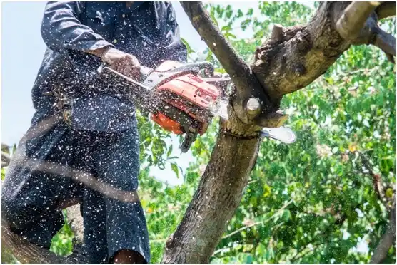 tree services Platteville